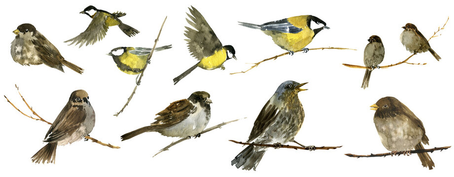 watercolor birds at tree branch