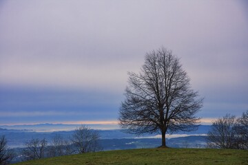 tree on a small hill stands strong on rainy foggy day, Zurich Oberland, Switzerland