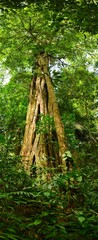 Huge picture from an Rain Forest tree in the Rain Forest at Cosa Rica