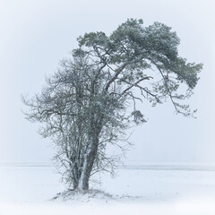 Fototapeta na wymiar Baum im Schneesturm