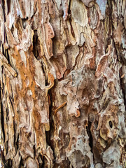 Abstract background texture of rough irregular plates of old tree bark