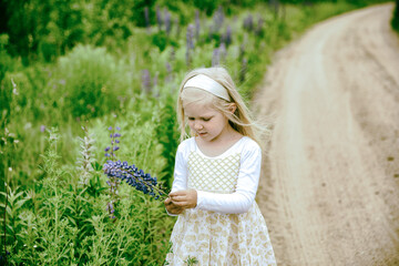 A little girl collects lupines near the road.A little girl collects lupines near the road.