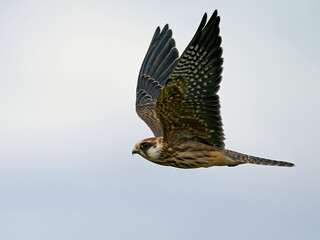 Red-footed falcon (Falco vespertinus)