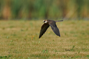 Red-footed falcon (Falco vespertinus)