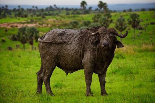 buffel covered with dirt stands mighty in the middle of the field durring safari