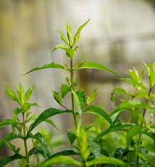 Bright green grass under the rain.