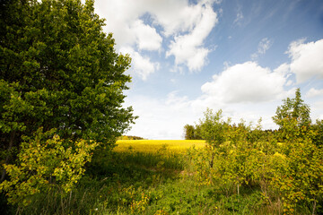Yellow blossoming rape seeds on a sunny day.
