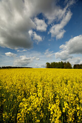Yellow blossoming rape seeds on a sunny day.