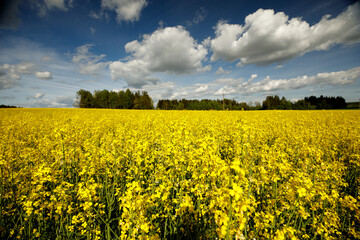 Obraz premium Yellow blossoming rape seeds on a sunny day.