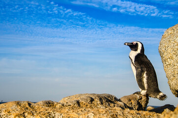 African penguin in a blue sky background