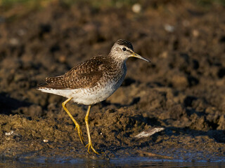 Wood sandpiper (Tringa glareola)