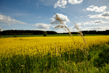 Yellow blossoming rape seeds on a sunny day.
