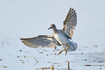 Wood sandpiper (Tringa glareola)