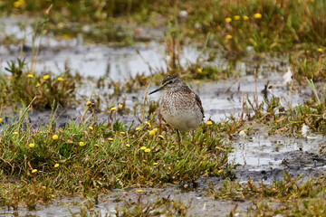 Wood sandpiper (Tringa glareola)