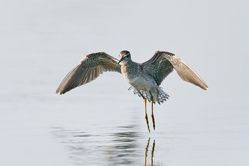 Wood sandpiper (Tringa glareola)