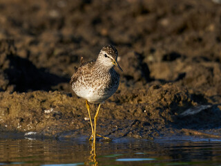 Wood sandpiper (Tringa glareola)