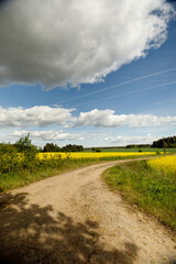 Yellow blossoming rape seeds on a sunny day.