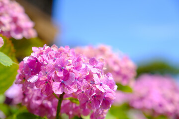 Obraz premium 紫陽花 Hydrangea