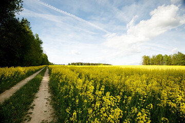 The road in a rapeseed field against the sky close-up.