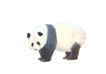 Giant panda © KS