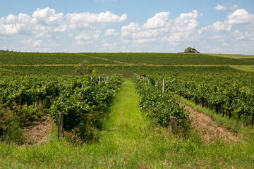 Vineyards - Hunter Valley