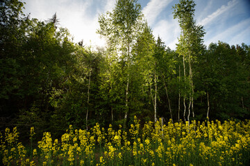 Obraz premium Green trees and rape flowers in the sun.