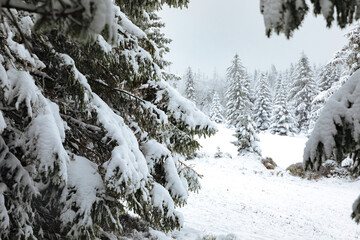 Fir trees with a lot of snow on the branches. Forest in winter