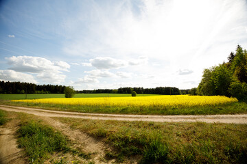 Fototapeta na wymiar Yellow rapeseed field road against the blue sky.