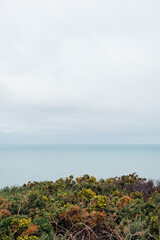 Obraz premium un paysage de bord de mer. La végétation en bord de mer