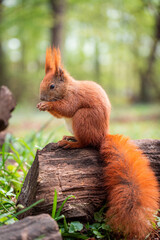 Eichhörnchen
