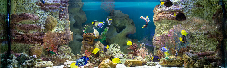 Panoramic aquarium with tropical fish and corals