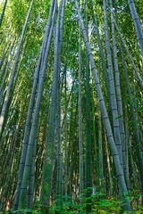 京都　嵐山の美しい竹林　Beautiful Arashiyama bamboo grove in , Kyoto, Japan