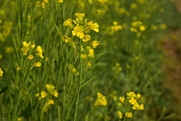 Very beautiful bright yellow mustard flowers field in the morning in wintertime in India
