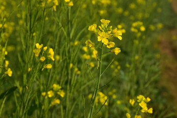 Very beautiful bright yellow mustard flowers field in the morning in wintertime in India