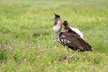 Kori Bustard Male in breeding season with courtship behaviour walking in the Ngorongoro Crater in Tanzania