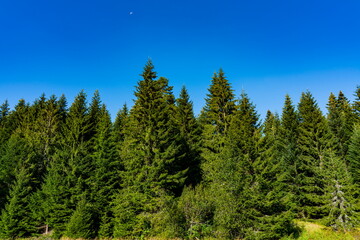 Forest on Tara mountain in Serbia on a summer day