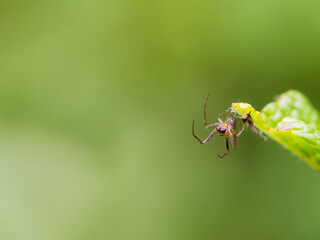 A spider hanging on a leaf