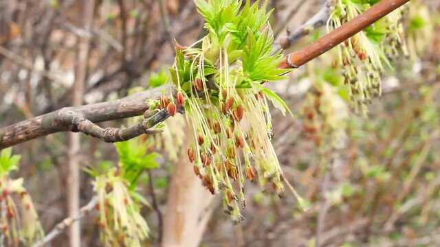 Tender hanging earrings of maple tree blooming flower and fresh new greenery in spring, Acer Negundo, Boxelder Maple