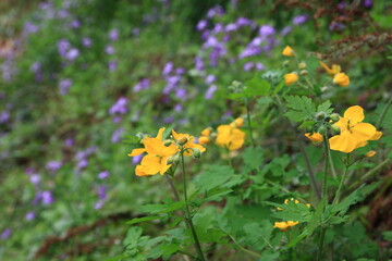 クサノオウ　　　神奈川県鎌倉市にある化粧阪(けわいざか）に咲く野草
