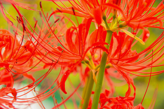 Red Spider Lily