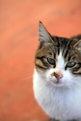 portrait of an injured cat