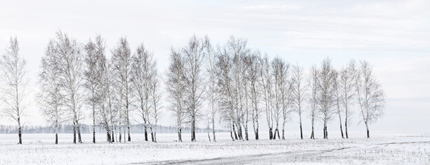 Winter landscape. A row of bare trees among a snowy field.