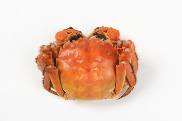 Close up of Chinese mitten crab, hairy crabs isolated on white background.