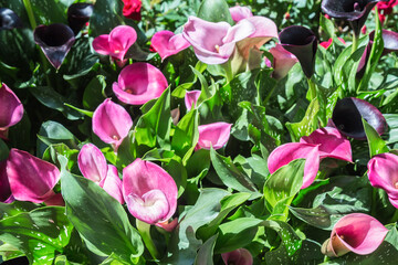 Beautiful many calla lilies.