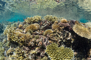 Naklejka na ściany i meble World class pristine healthy hard coral reef 