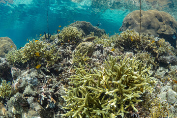 Fototapeta na wymiar World class pristine healthy hard coral reef 