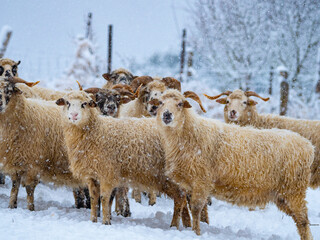 Naklejka premium a herd of sheep in winter landscape