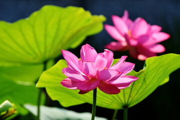 Obraz premium beautiful lbeautiful lotus flower close upotus flower close up