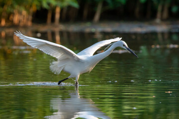 Image of little egret (Egretta garzetta) looking for food in the swamp on nature background. Bird. Animals.