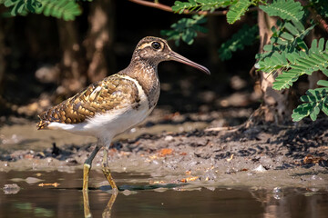 Image of Greater Painted-snipe bird(Rostratula benghalensis) looking for food in the swamp on nature background. Bird. Animals.